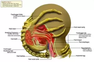 Marine Alien Xenomorph Facehugger Porn - Why does the mouth of a Facehugger look like a vagina? - Quora