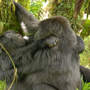 gorilla sex porn - Gorillas documented having lesbian sex for the first time | The Independent  | The Independent