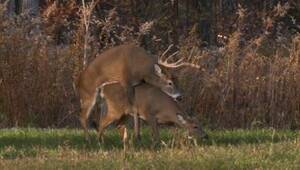 Deer Having Sex - White-tailed deer (whitetail): Buck mates with doe Nature Stock Video  Footage