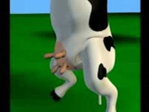 Funny Cow Porn - 
