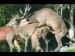 Deer Having Sex - Buck Wild Deer Sex - YouTube