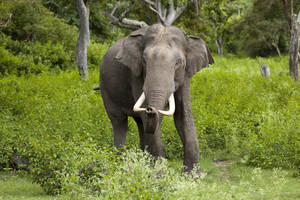 asian baby sucking cock - A tusked male Asian elephant in Bandipur National Park, Karnataka, India
