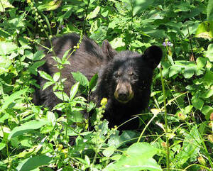 Anal Forced Black - Bears in Connecticut | Connecticut's Beardsley Zoo