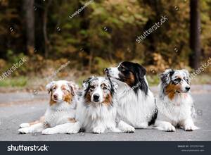 Australian Shepherd Furry Gay Porn - 2,886 Dog Same Images, Stock Photos, 3D objects, & Vectors | Shutterstock