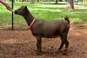 June Bug Black Midget - Fluttering Bird, a Nigerian Dwarf Dairy Goat.jpg