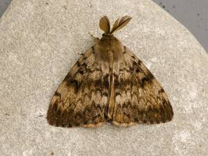Gypsy Moth Porn - Gypsy Moth | Butterfly Conservation