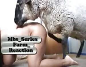 Mans Dick In Sheep Pussy - Sheep - Extreme Porn Video - LuxureTV
