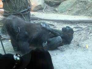 gorilla sex porn - Gorillas Perform Oral Sex at Bronx Zoo, Humans Horrified