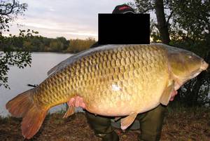 Bestiality Sex Porn - Zimbabwean husband in the UK has been caught with hardcore bestiality  p.o.r.n film of a man having sex with