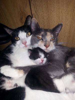 cat - Woke up to find these love bugs snuggling with their new baby