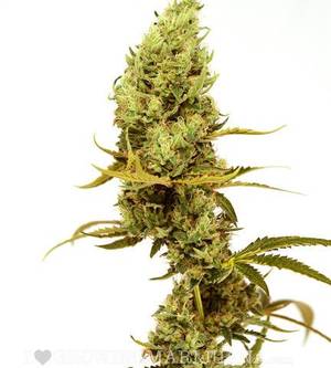 Fairy Tail Porn Marijuana - Photo