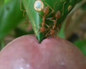 ants sucking dick - Search - Ant on Cock | MOTHERLESS.COM â„¢