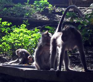 Monkey Sex Anal - ... cartoons Cock sucking tumblr