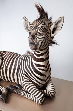 Female Zebra Anthro Porn Female - the Zebra girl : r/oddlyterrifying