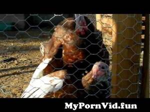Funny Turkey Porn - Turkey Porn from turkÄ±sh porn v Watch Video - MyPornVid.fun