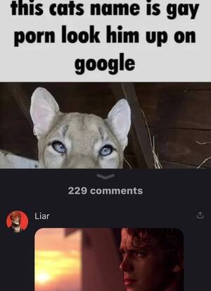 Gay Porn Cat - This cats name Is gay porn look him up on google 229 comments Is Liar -  iFunny