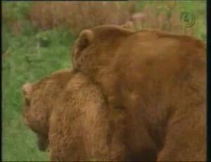 I Mean Actual Bears Bear Porn - I Mean Actual Bears Bear Porn | Sex Pictures Pass