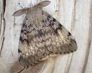 Gypsy Moth Porn - Spongy moth invasion a nuisance and a danger | Columbia County |  hudsonvalley360.com