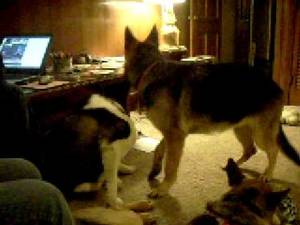 German Shepherd Porn Sites - Dog Porn!