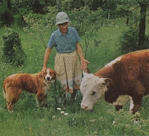 Cow Daisy Barnyard Porn - the farmer's wife.