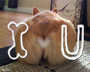 Corgi Porn - Corgi Porn: Photo