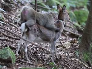 Deer Having Sex - Two animals from totally different species found having sex by scientists |  The Independent