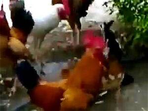 Bird Fucker - Watch A single hen fucked by several cock - Anal Porn - SpankBang