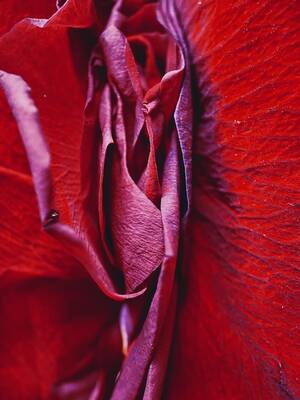 Flower Porn - Natureyoni, Red Rose Print, Rose Photo, Erotic Nature, Erotic Photography, Flower  Porn, Erotic Photo, Vulva Art, Vulva Photo - Etsy