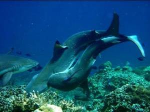 Great White Shark Sex Porn - Sharks Caught MATING in the wild! UNBELIVEABLE!!