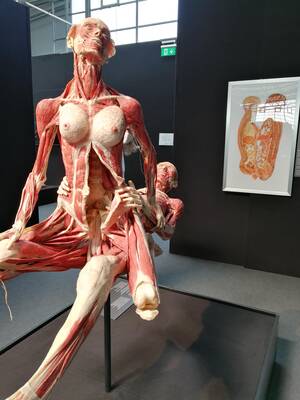 Bizarre Human Sex Organs - Human intercourse with real people who donated their bodies to science and  to make education interesting. (The picture was taken by me when I visited  a very controversial German exhibition called \
