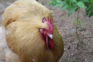 big fat cock bird - Fat Cock Bird | Niche Top Mature