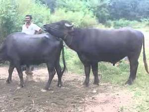 Buffalo Sex Porn - buffalo mating.3gp