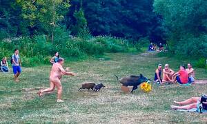 europe nudist sex - You swine! German nudist chases wild boar that stole laptop | Germany | The  Guardian