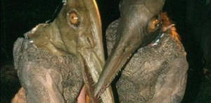 Despicable Me 2 Lucy Wilde Porn Rule 34 - Advertisement