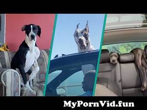 Great Dane Sex Porn - The Best Great Dane Compilation On The Internet 2023 | Majestic And Goofy  Moments Caught On Camera from great dane sexxxx nude pink body sex videos a  Watch Video - MyPornVid.fun