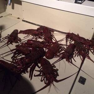 Lobster Porn Slap - LOBSTER PORN 1-11-16 WENT DEEP AND IT PAID 5 WEEK STRAIGHT | Bloodydecks