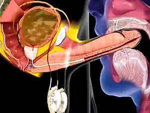 Anime Porn Cum In Mouth - Cum in mouth animation | xHamster