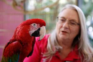 Homemade Porn Milf Denise Knapp - The Strip