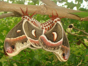 Moth Anthro Porn - Hot Moth Porn - Part II by chromehooves -- Fur Affinity [dot] net