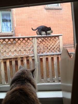 Forever Alone Porn - My cat watching kitty porn...forever alone.