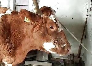 Lustful Cows Fucking - Cow Porn Videos / Horse Porn Tube / Most popular Page 1