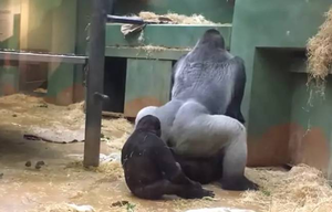 gorilla sex porn - Parents in shock as gorillas mate in front of kids at zoo