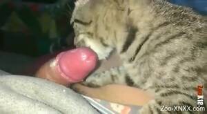 Cute Cat Porn - Disgusting porn video with a really cute cat