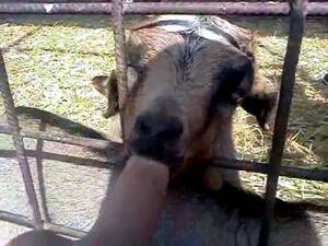 free calf sucking dick - A calf is sucking my dick . Adult videos.