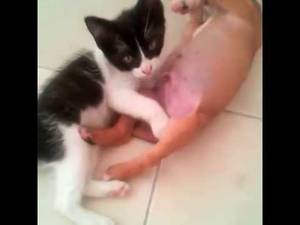 Cat Bestiality Porn - 