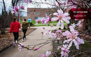 Cubs Shota Beach Story Porn - Blossoms over sidewalk