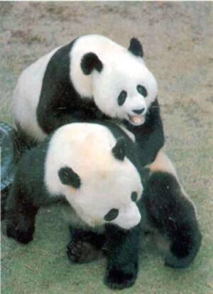 Asian Panda Porn - Panda Porn: Videos Teach Pandas to Mate