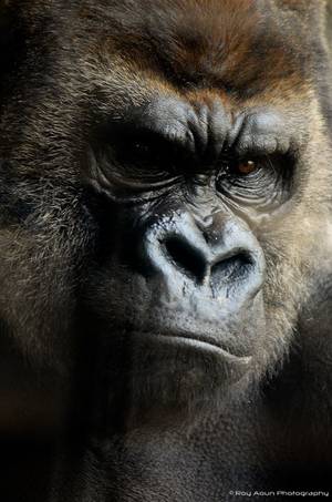 King Kong 3d Monster Porn - King Kong!