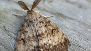 Gypsy Moth Porn - City announces five parks to be sprayed for gypsy moths | CTV News