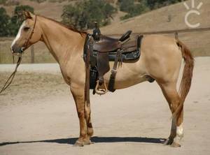 Equine Porn - Red dun